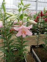 [5571 VH01 No01.JPG]